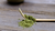 Chashaku (Matcha Scoop)